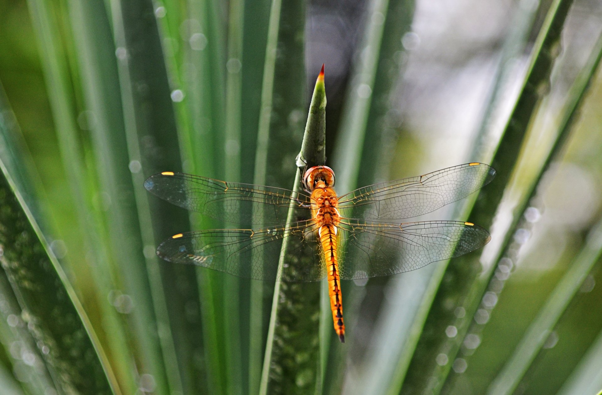 Orange Dragonfly