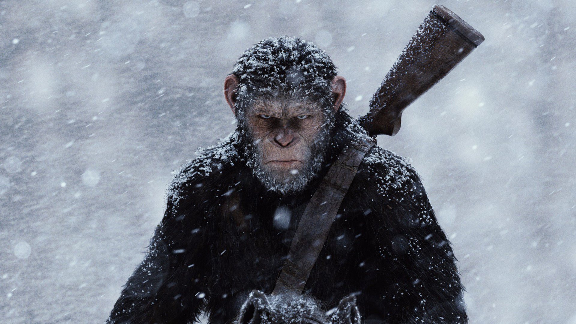 A striking HD desktop wallpaper from War For The Planet Of The Apes, featuring a snow-covered, intense ape carrying a rifle.