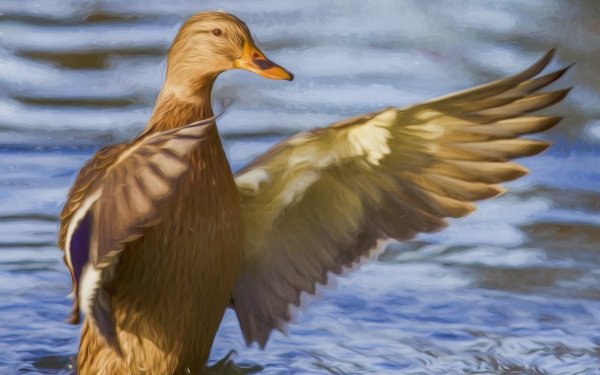 Animal Mallard Birds Ducks Duck Bird Painting Oil Painting HD Wallpaper | Background Image