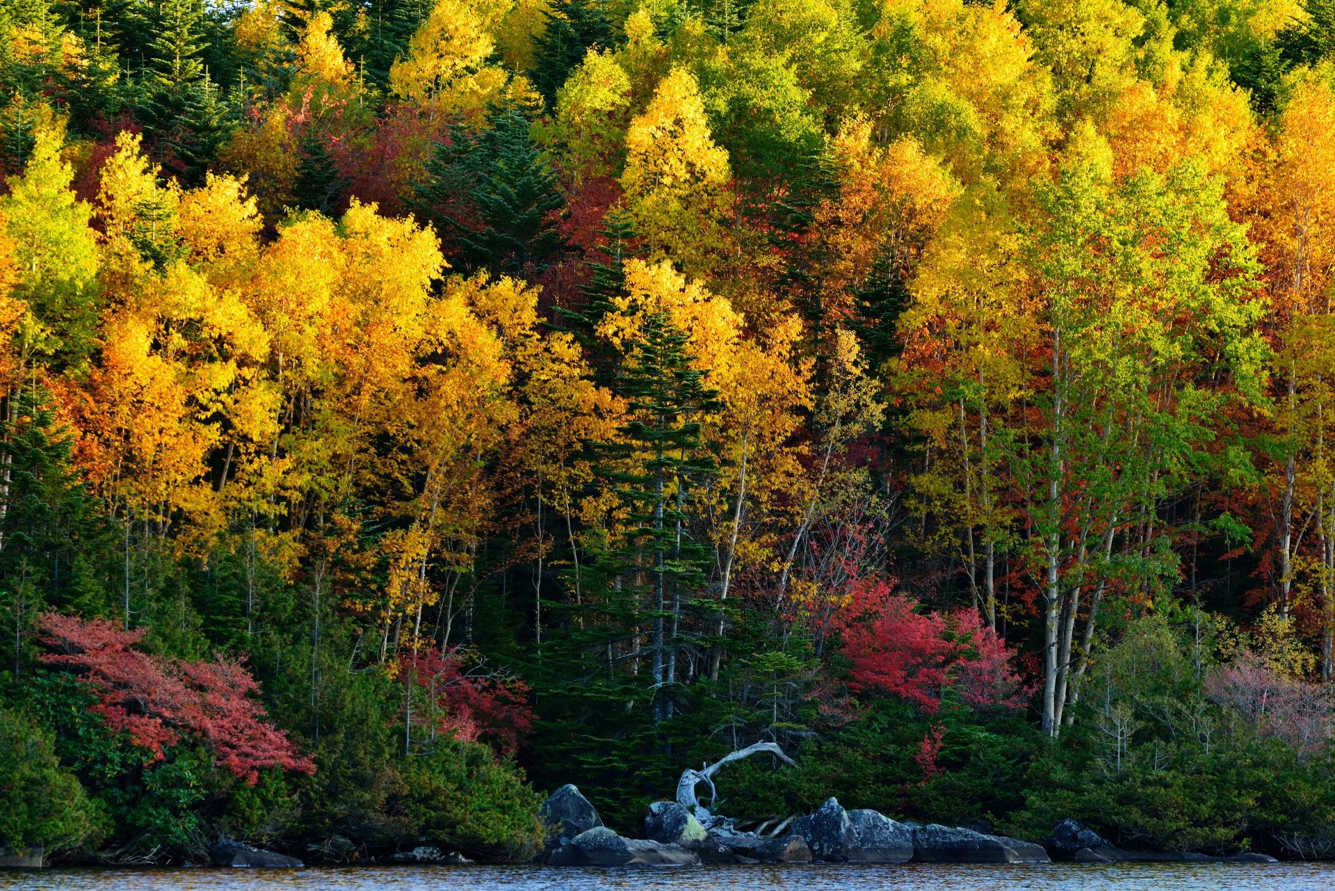 Natural fall. Осень в лесу. Осенний лес. Лес осенью. Красивый осенний лес.