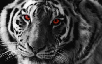 870 Tiger Hd Wallpapers Background Images Wallpaper
