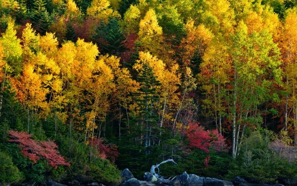 Nature Fall Water Forest Tree HD Wallpaper | Background Image