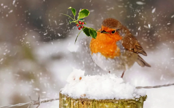 A cute HD wallpaper of a robin perched on a snow-covered post during a snowfall, holding a sprig with red berries.