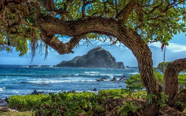 Earth Coastline Hawaii Tree Ocean Sea HD Wallpaper | Background Image