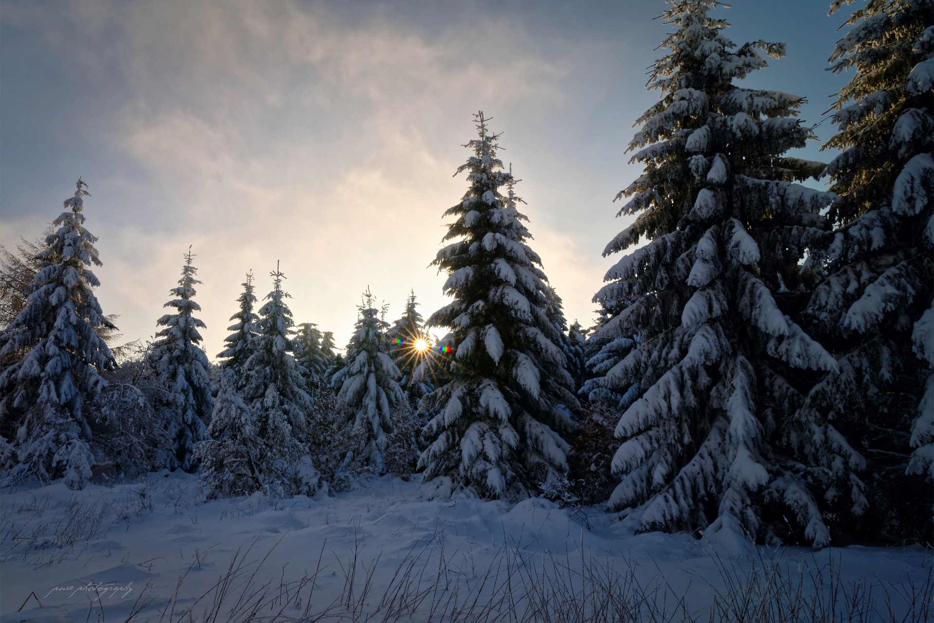 Download Snow Tree Forest Nature Winter HD Wallpaper | 2951x1969 ...