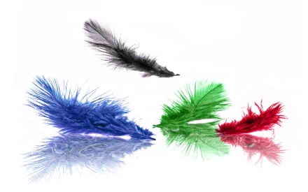 A vibrant and artistic HD wallpaper featuring colorful feathers in black, blue, green, and red, arranged with a reflective surface, enhancing the visual appeal.