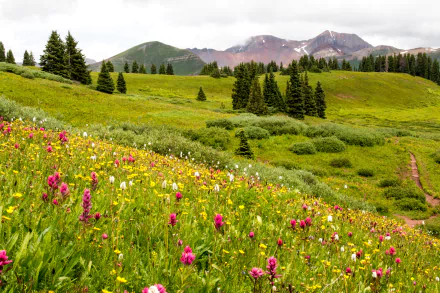 Vibrant meadow of wildflowers stretches across rolling hills with evergreen trees and distant mountains under a cloudy sky in this 4K Ultra HD nature landscape wallpaper.