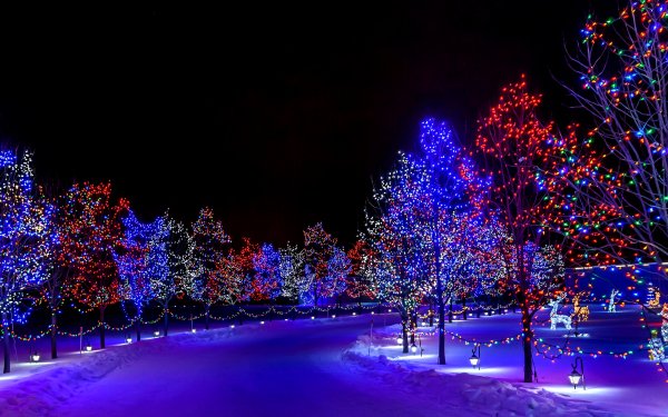 Holiday Christmas Tree Light Colorful HD Wallpaper | Background Image