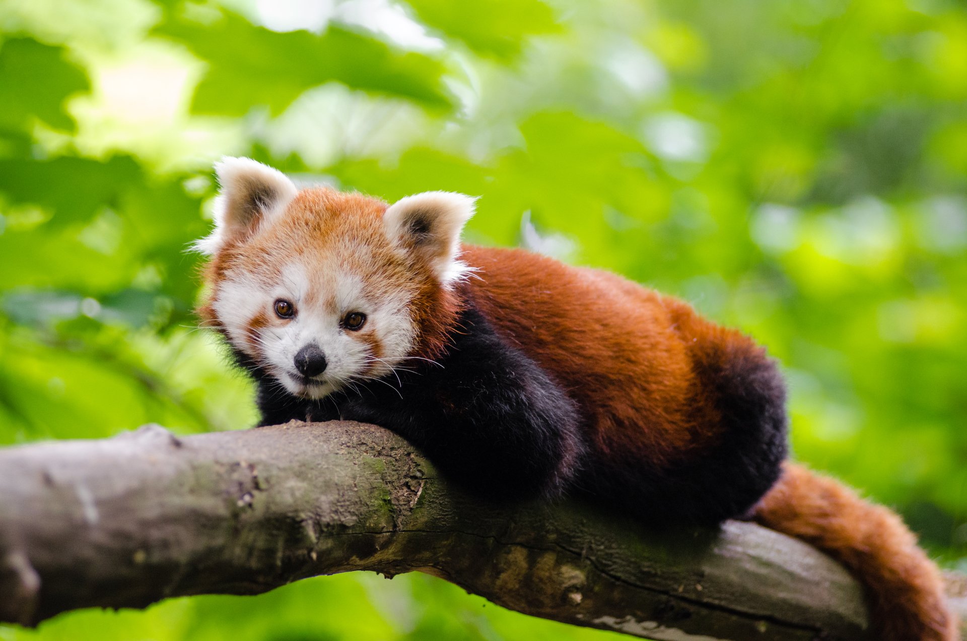 Download Animal Red Panda 4k Ultra HD Wallpaper