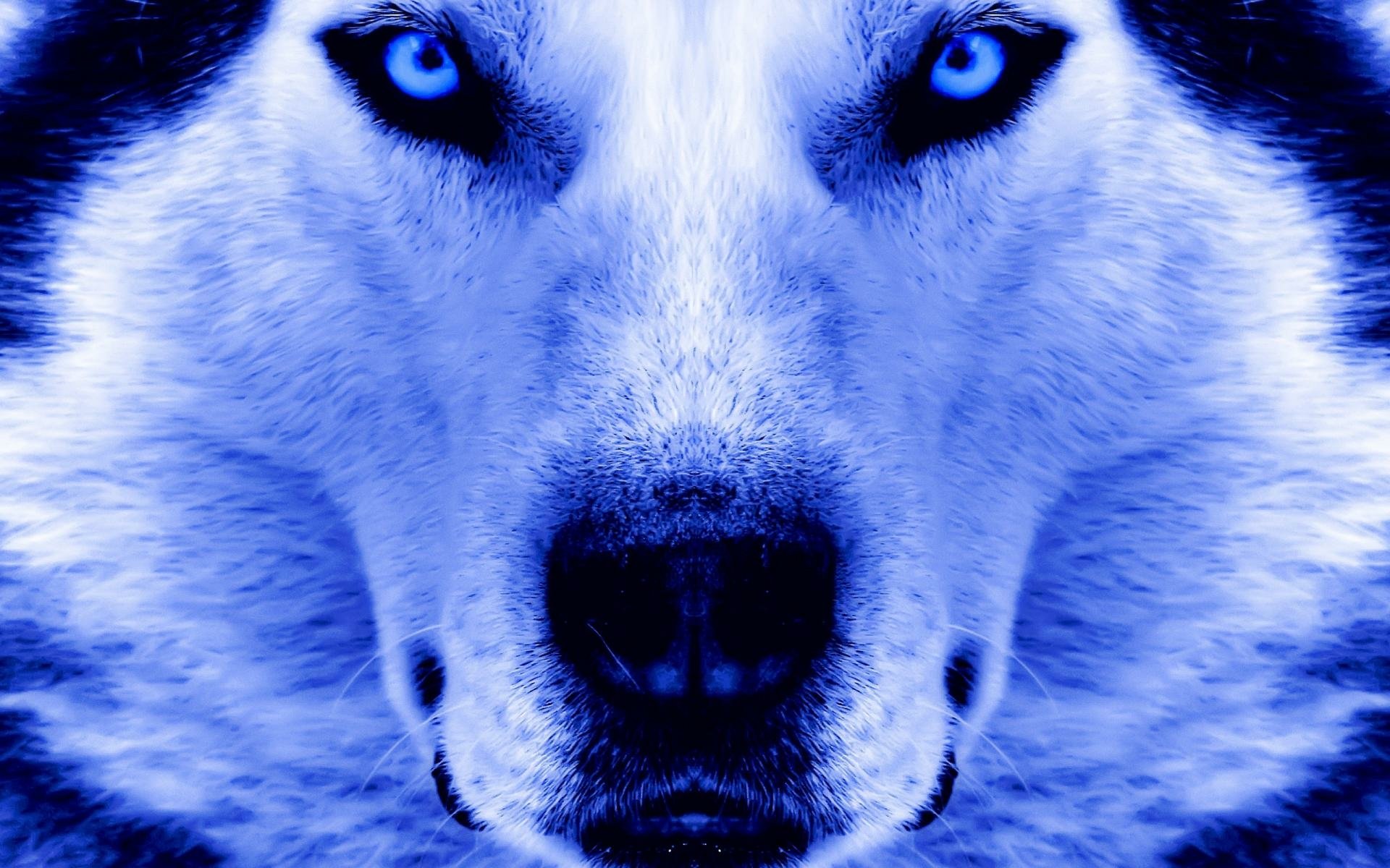 Волк с синими глазами