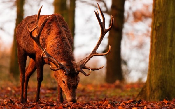 Animal Deer Depth Of Field HD Wallpaper | Background Image