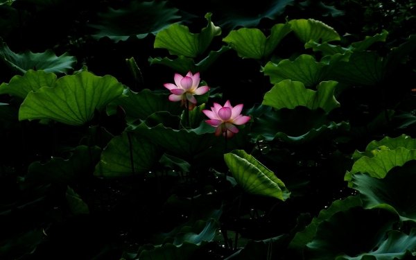 Nature Lotus Flowers Water Lily Flower Pink Flower Leaf HD Wallpaper | Background Image