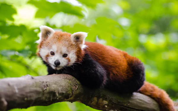 A red panda resting on a tree branch surrounded by lush green foliage, captured in stunning 4K Ultra HD for a vibrant PC desktop wallpaper.