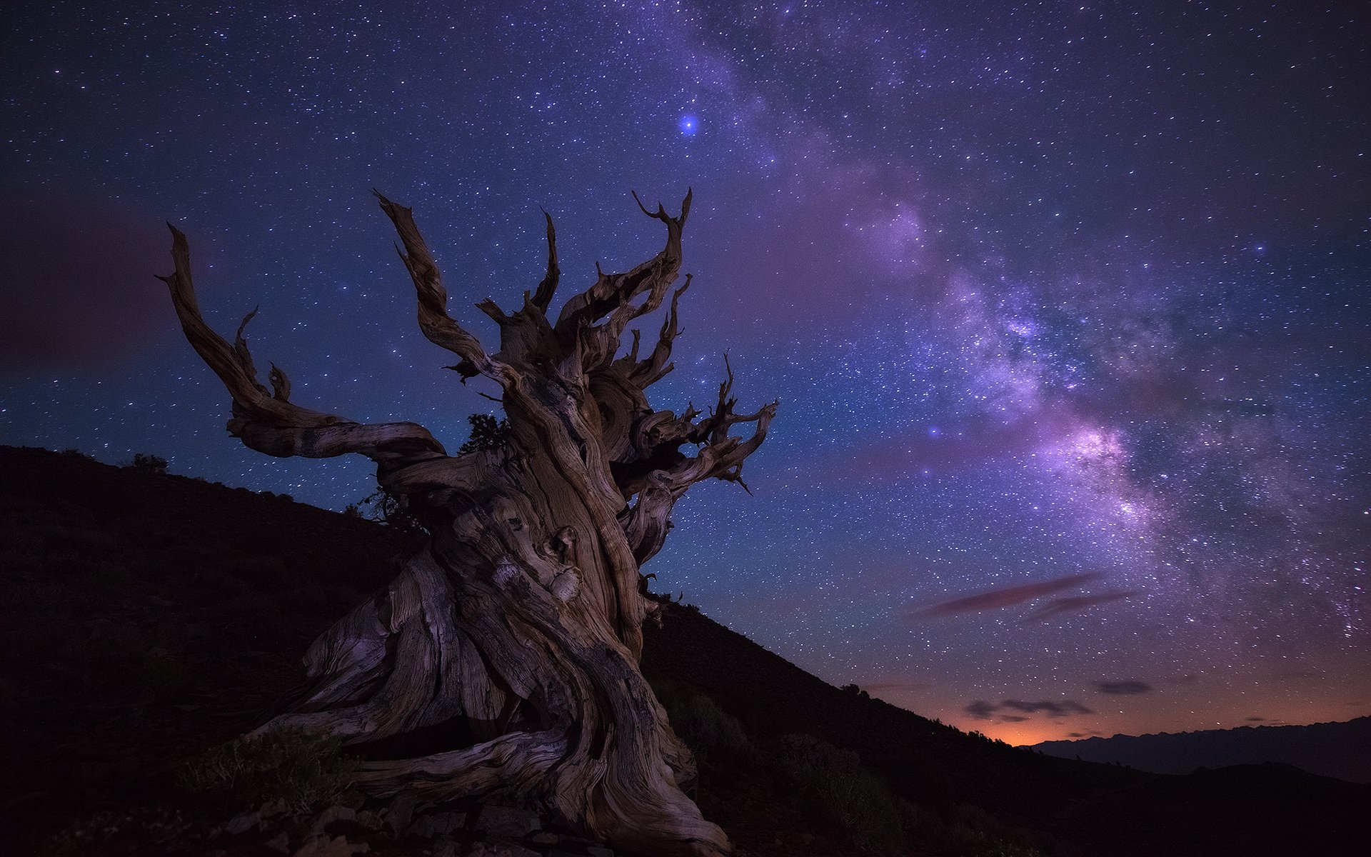 Ancient Tree Under the Starry Milky Way Night Sky | HD Nature Wallpaper ...