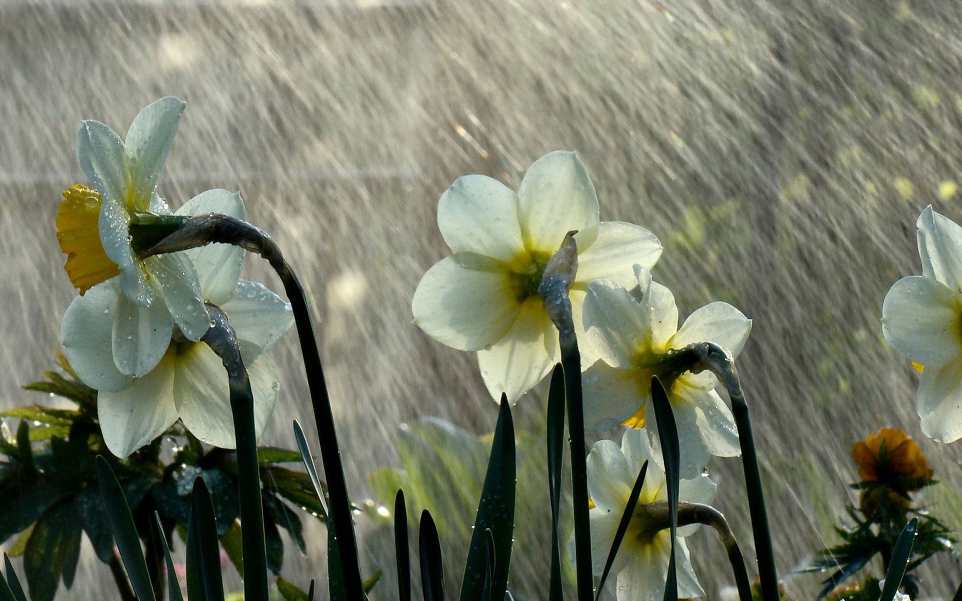 Daffodils in the rain - a Royalty Free Stock Photo from Photocase