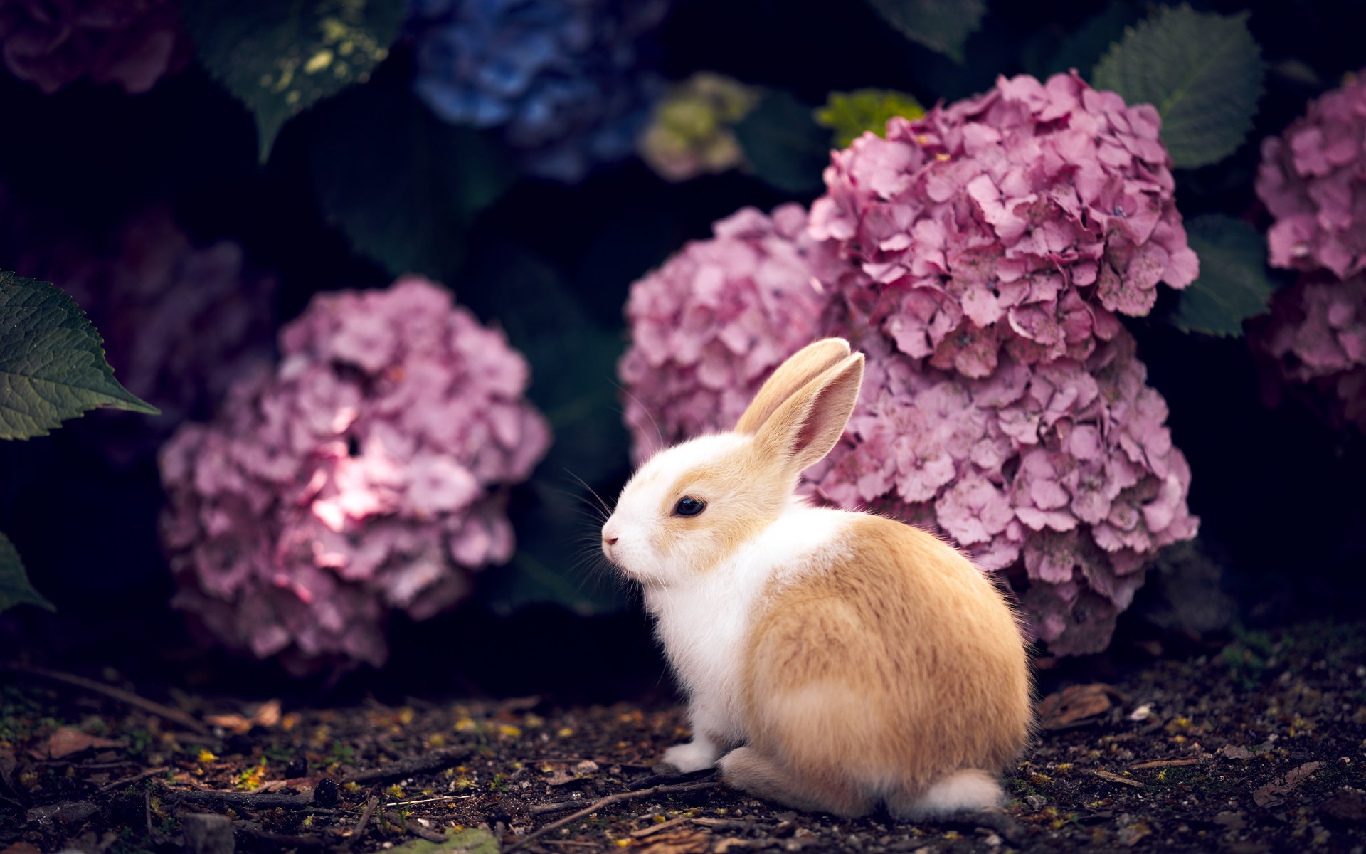 Download Hydrangea Animal Rabbit HD Wallpaper