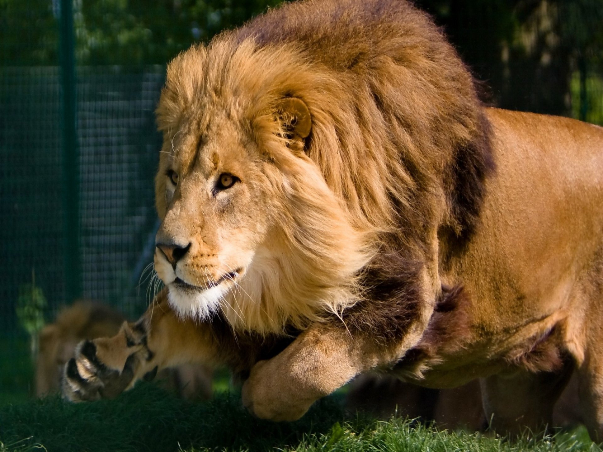 HD desktop wallpaper of a powerful lion with a majestic mane, prowling in a natural setting.