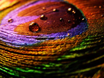 A close-up of a colorful feather with water droplets, showcasing vibrant hues of purple, gold, and green, making for an eye-catching HD wallpaper and background.