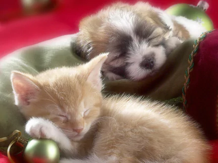 A high-definition Christmas-themed wallpaper featuring a sleeping kitten and puppy snuggled together on a festive background.