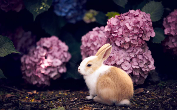hydrangea Animal rabbit HD Desktop Wallpaper | Background Image