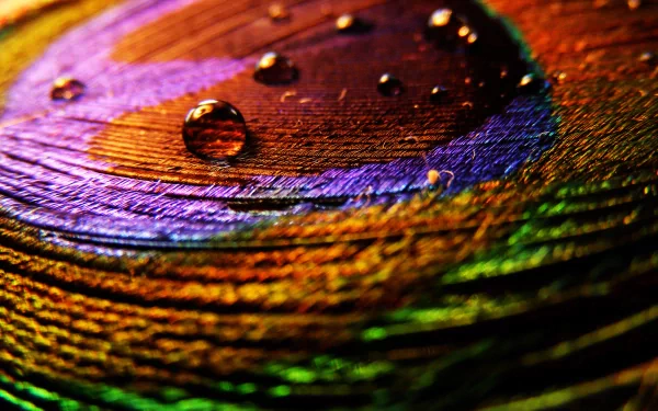 A close-up of a colorful feather with water droplets, showcasing vibrant hues of purple, gold, and green, making for an eye-catching HD wallpaper and background.