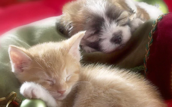 A high-definition Christmas-themed wallpaper featuring a sleeping kitten and puppy snuggled together on a festive background.