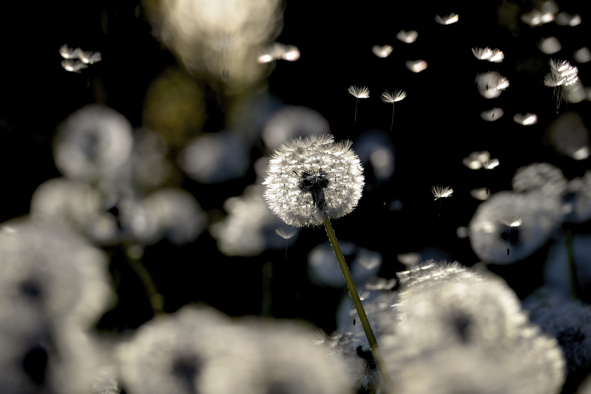 Download Bokeh Summer Nature Dandelion HD Wallpaper