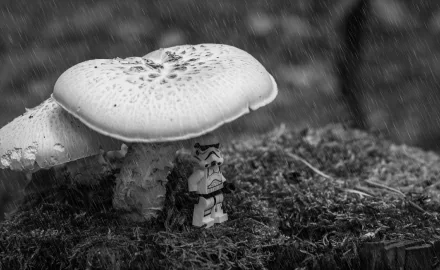 Black-and-white HD PC wallpaper: LEGO Stormtrooper beneath a mushroom on moss in the rain, a Star Wars man-made toy set in nature.