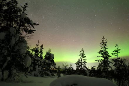 Snow-covered forest under a starry sky with green aurora borealis illuminating the winter night in Finland.