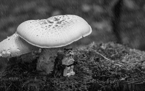Products Lego Mushroom Star Wars Black & White Stormtrooper Moss Rain Nature HD Wallpaper | Background Image