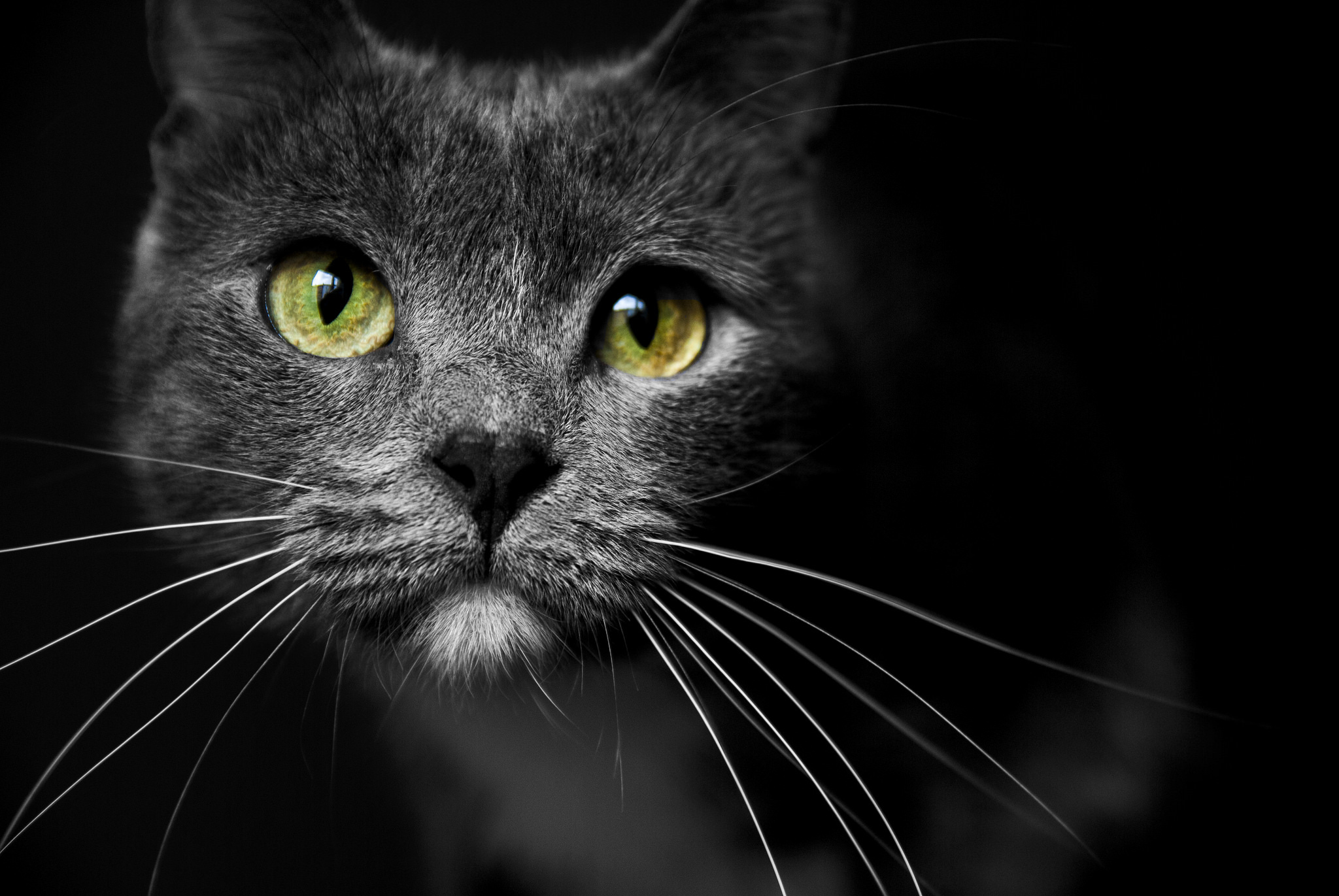 Download Black Close-up Stare Animal Cat HD Wallpaper