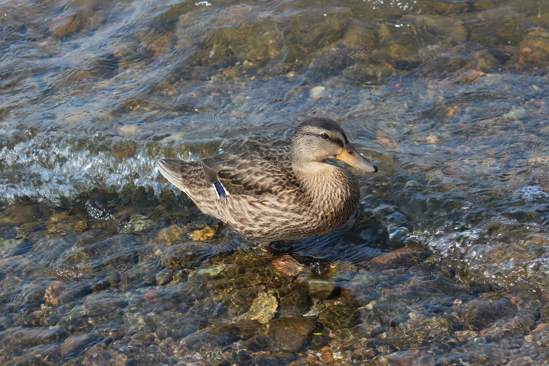 HD PC desktop wallpaper: a mallard duck (animal) standing in shallow clear water over pebbles, blue wing patch visible, gentle ripples around its feet.
