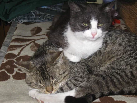 HD PC desktop wallpaper featuring a close-up of two cats resting together on a patterned fabric surface.