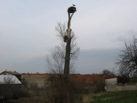 nature tree HD Desktop Wallpaper | Background Image