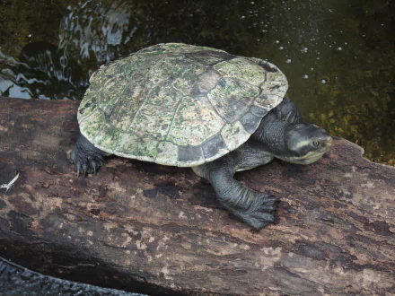 Australian Freshwater Turtle