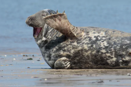 HD PC desktop wallpaper featuring a close-up of a gray seal resting on a sandy shore with its mouth open against a calm blue background.
