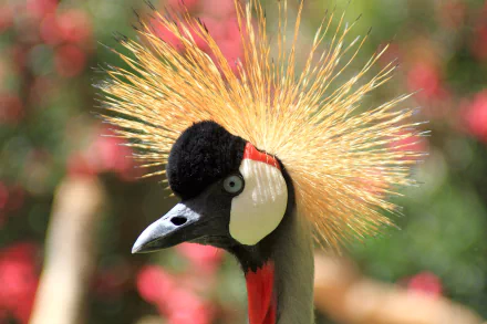  Grey crowned crane (Gruidae)