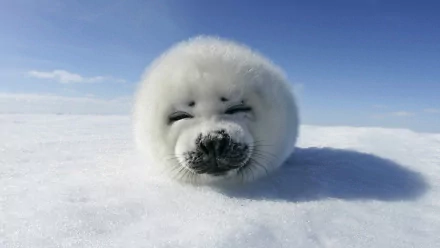 HD desktop wallpaper of a harp seal resting on ice, its face relaxed against the snowy background under a clear blue sky.