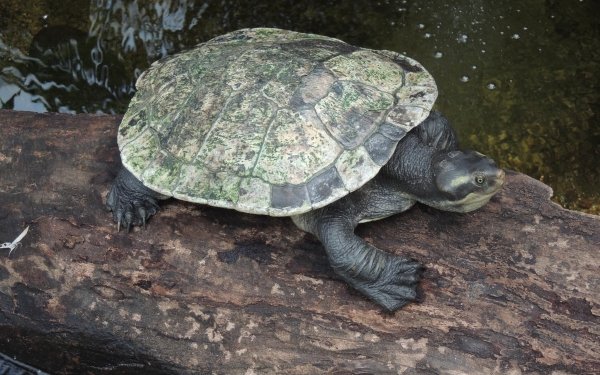 Animal Turtle Log Reptile HD Wallpaper | Background Image
