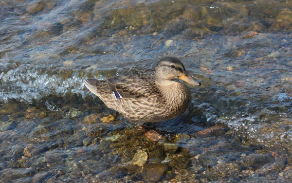 HD PC desktop wallpaper: a mallard duck (animal) standing in shallow clear water over pebbles, blue wing patch visible, gentle ripples around its feet.