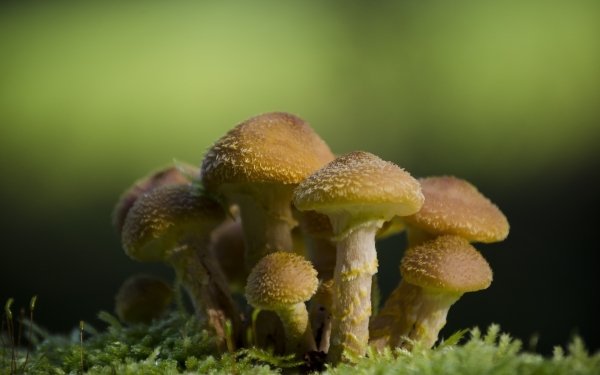 Nature Mushroom Macro Blur HD Wallpaper | Background Image