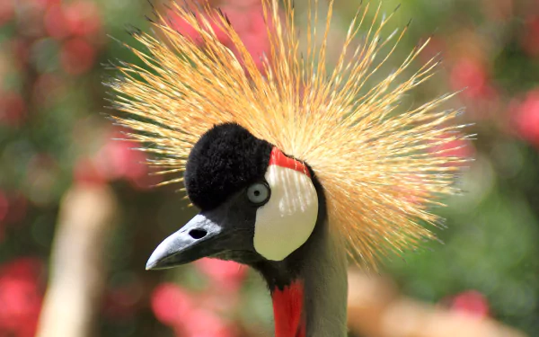 Grey crowned crane (Gruidae)