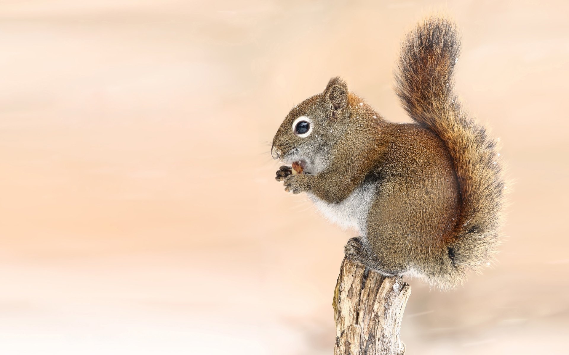 A close-up HD desktop wallpaper of a squirrel rodent eating while perched on a tree stump against a soft beige background.