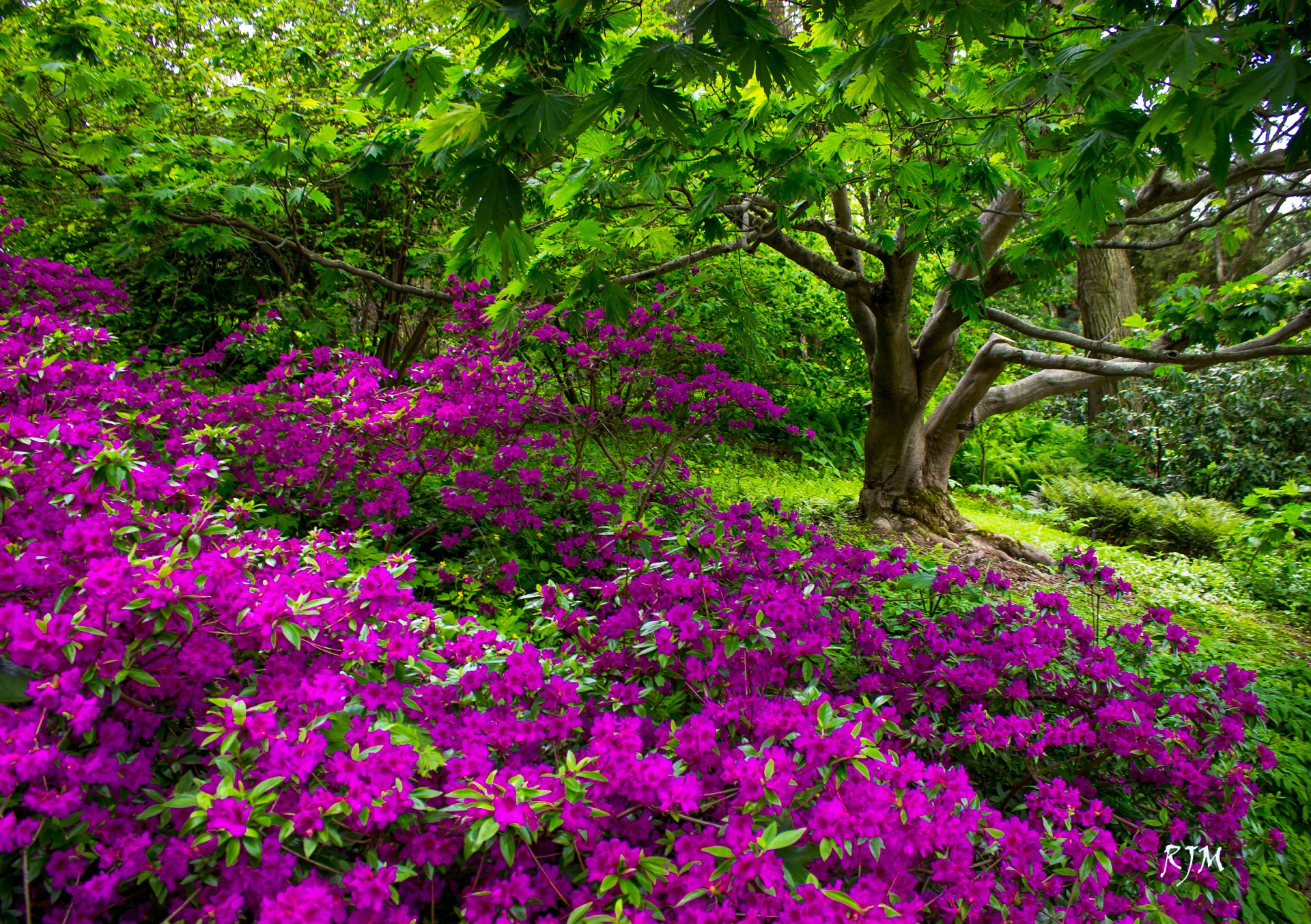 Purple Flowers in Spring Park HD Wallpaper | Background ...