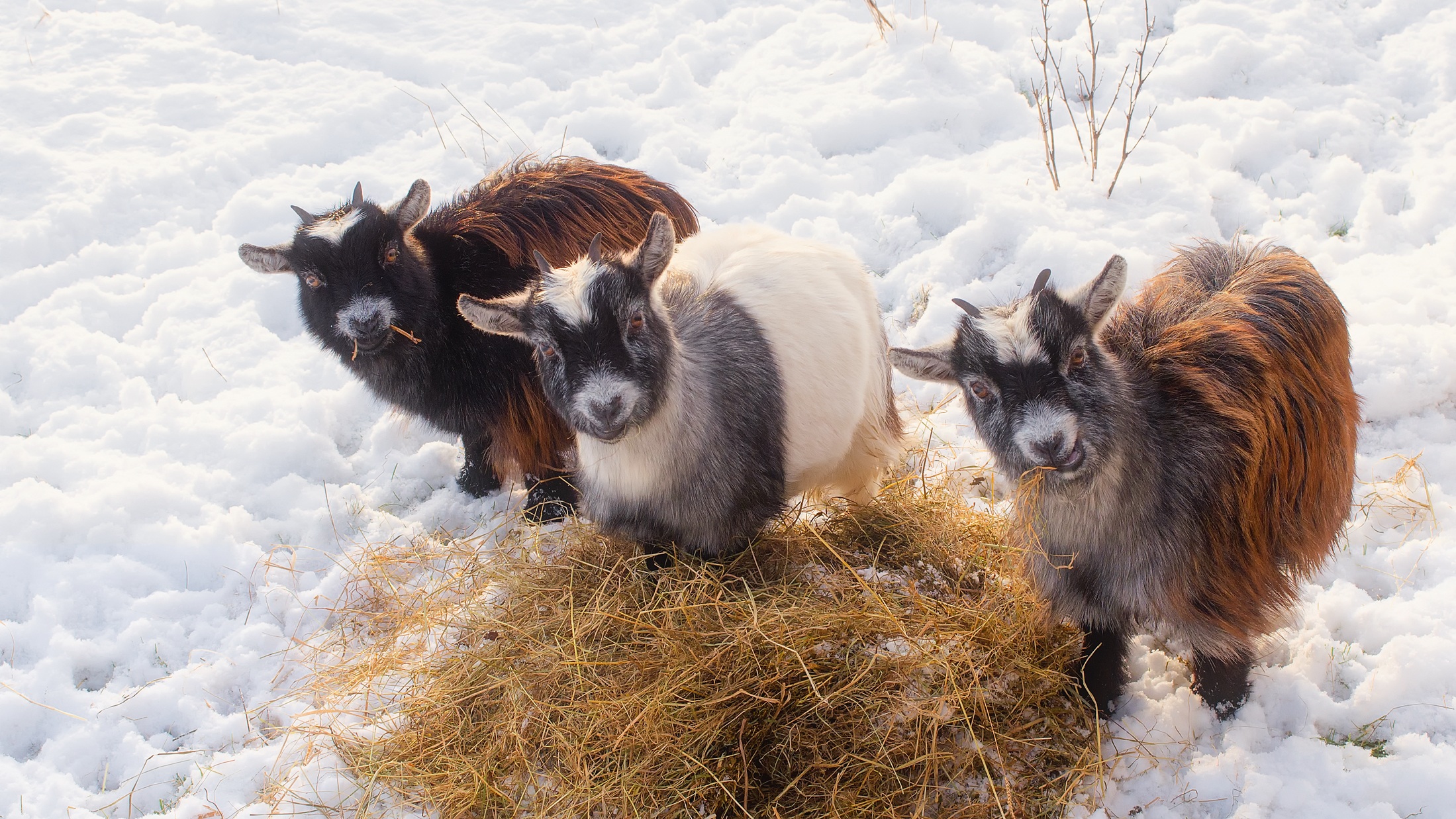 goats-in-the-winter-snow