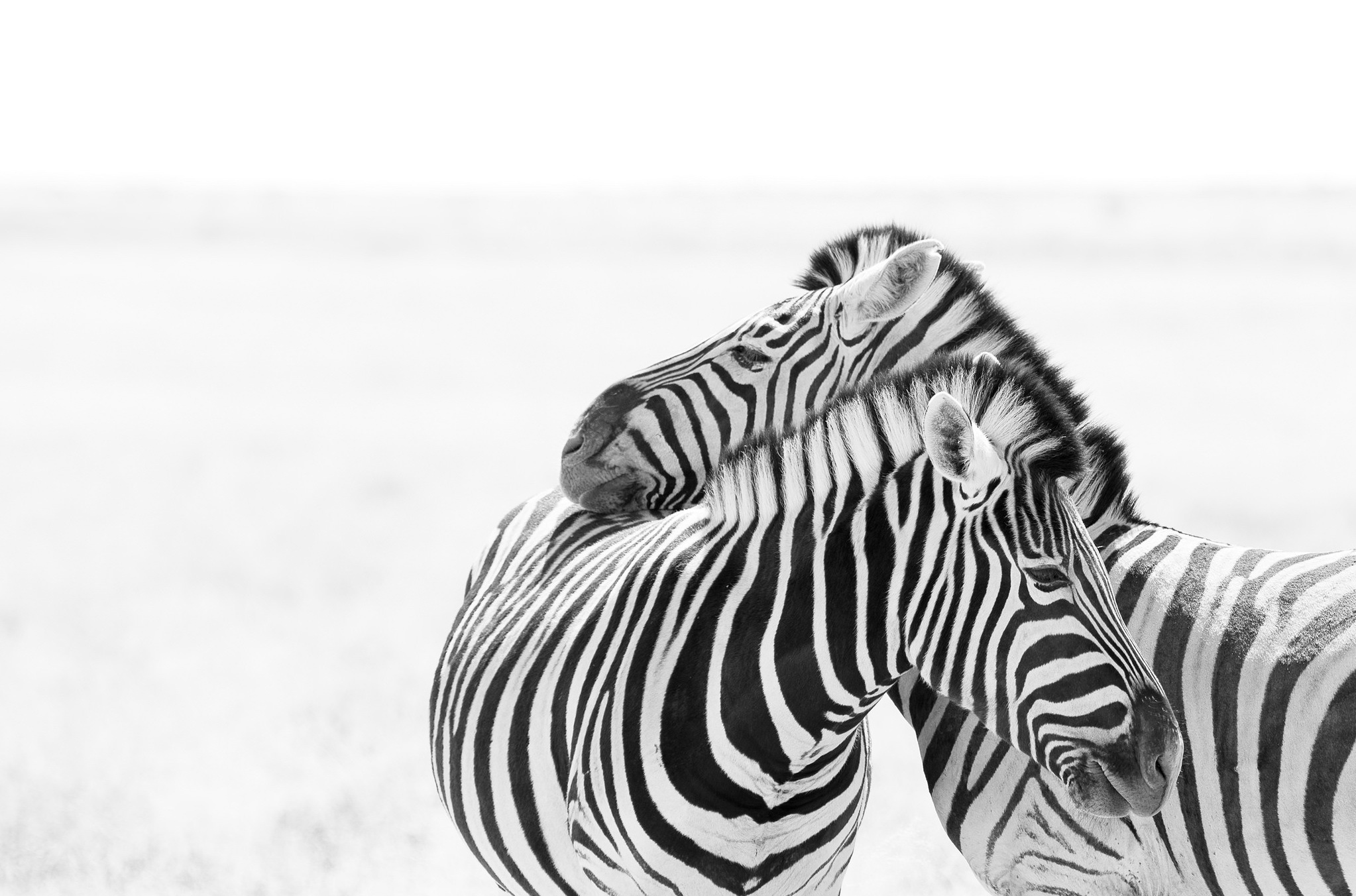 Tiere Zebra HD Wallpaper | Hintergrund
