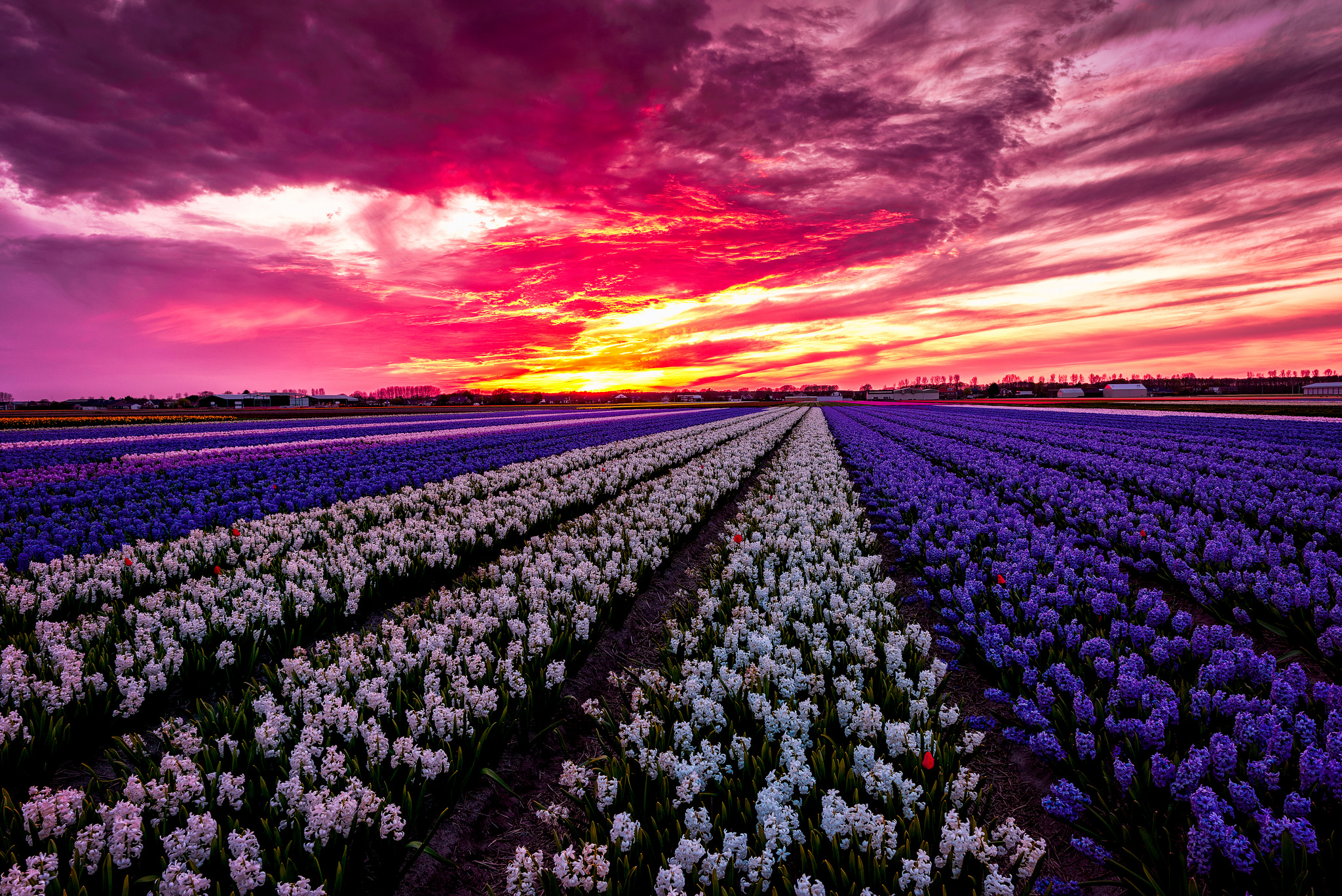 Поле цветов видео. Lisse Нидерланды. Тюльпановые поля Прованса во Франции. Lisse тюльпановое поле. Красивые цветочные поля.