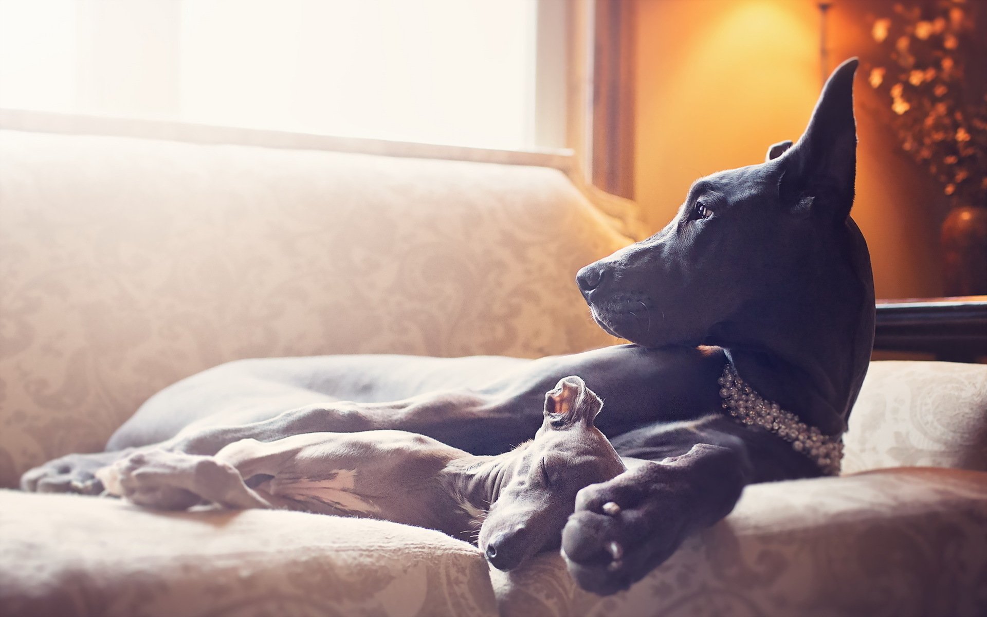 HD desktop wallpaper showing a Great Dane puppy resting on a couch, highlighting the calm and gentle nature of this baby dog in a warm indoor setting.