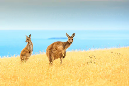 HD desktop wallpaper showing two kangaroos standing in golden grass with a blurred horizon and clear blue sky, captured with a shallow depth of field.