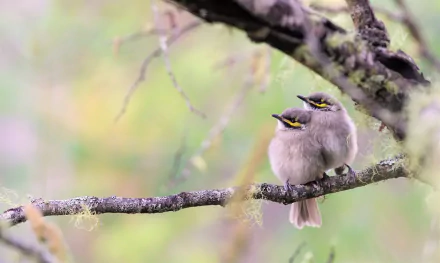 Two honeyeater birds perched on a branch against a soft, blurred natural background in this HD PC desktop wallpaper.